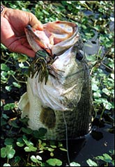 A two-time BASS Masters Classic champion, Parker deduced that his big fish were most likely feeding on the outgoing tide.