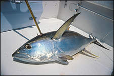 Blackfin Tuna