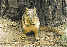 Adequate habitat is imperative to squirrel populations.