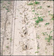 Turkey tracks