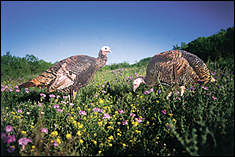It's long been said that if wild turkeys had a highly-developed sense of smell, we'd never kill one.